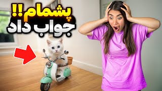 عجیب ترین ترفندای تیکتاکی رو گربمون تست کردیمفکرنمیکردم جواب بده