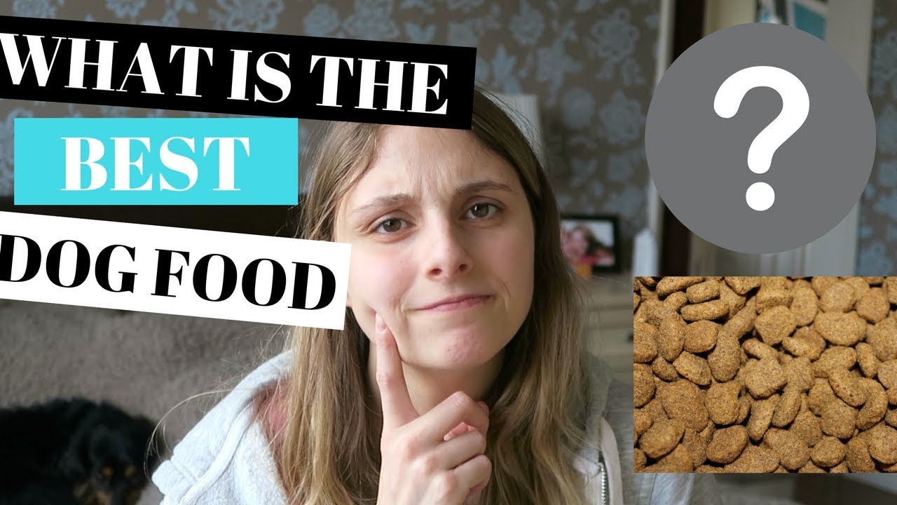 BEST DOG FOOD FOR DOGS - PROS AND CONS OF DIFFERENT TYPES OF DOG FOOD