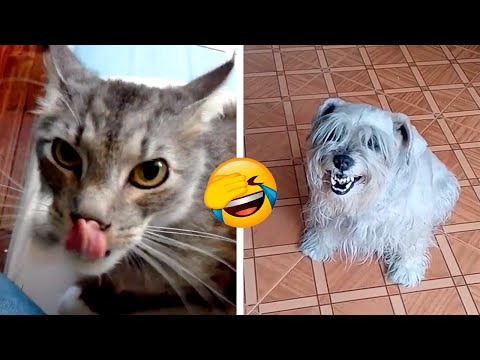 Vídeo: 8 Mascotas Molestas Que Cada Cantinero Tiene