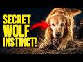 Dog Behavior Explained: Why Do Dogs Dig Your Carpet? The shocking biological truth!
