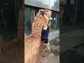 Amazing Content Shocking Video #amazing #content #shocking #video #shorts #viral #newtechnical8318