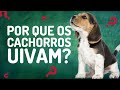 POR QUE OS CACHORROS UIVAM?