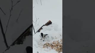 Cute bird on bird feeder birds bird