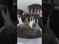Hydroponic Ridge gourd update 20 days #shorts #hydroponics