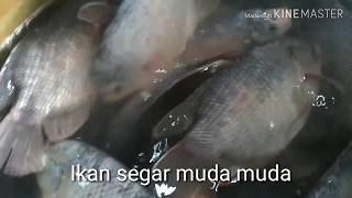 Penampungan ikan gurame di kampung pamahan cikarang