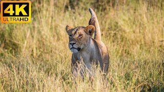 4K African Wildlife: Arusha National Park - Real Sounds of Africa - 4K Video Ultra HD