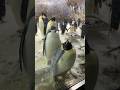 海獣館にて行列のできるもたれるスポットを発見🐧🐧🐧#エンペラーペンギン#アドベンチャーワールド