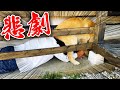 バックしてきたレトリバーの尻に下敷きにされる飼い主
