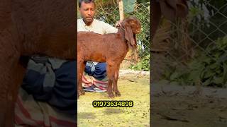 ডেলিভারি বিকাশ সহ ১২৫০০ টাকা #ayentour #ছাগলের_দাম #goatfarm #GOAT #shorts