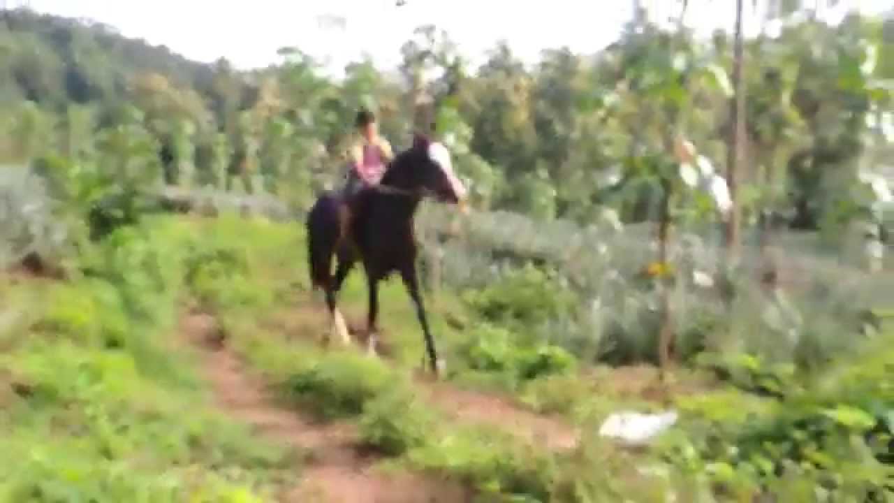 Stallion's Valley Horse Riding Academy kerala.mb.09847400608 YouTube