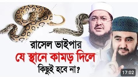 রাসেল ভাইপার যেস্থানে কামড় দিলে কিছুই হবে না‌! Shaikh Ahmabullah.Md Akaid Al Sirat.Kaliganj. ARiFJtV