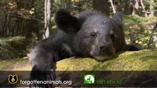 The Man Who Is Giving Hope To Russian Bears Back To The Wild