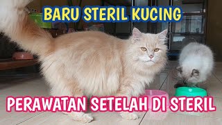 STERIL KUCING JANTAN ||BERAPA LAMA KUCING SEMBUH SETELAH DI STERIL/DIKEBIRI ???