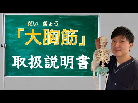 筋肉の取扱説明書【大胸筋】理学療法士が徹底解説！背筋が伸びない方は大胸筋を緩めよう