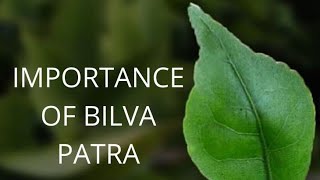 Why are Bilva leaves used for Shiva worship ?