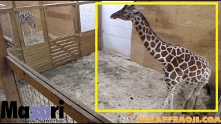 Animal Adventure Park Giraffe Cam - April, The Giraffe Giving Birth Soon: The World On Edge