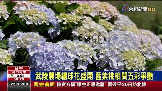 武陵農場繡球花盛開藍紫桃相間五彩爭艷