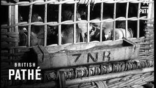 Holland - Pigeon Derby 1957