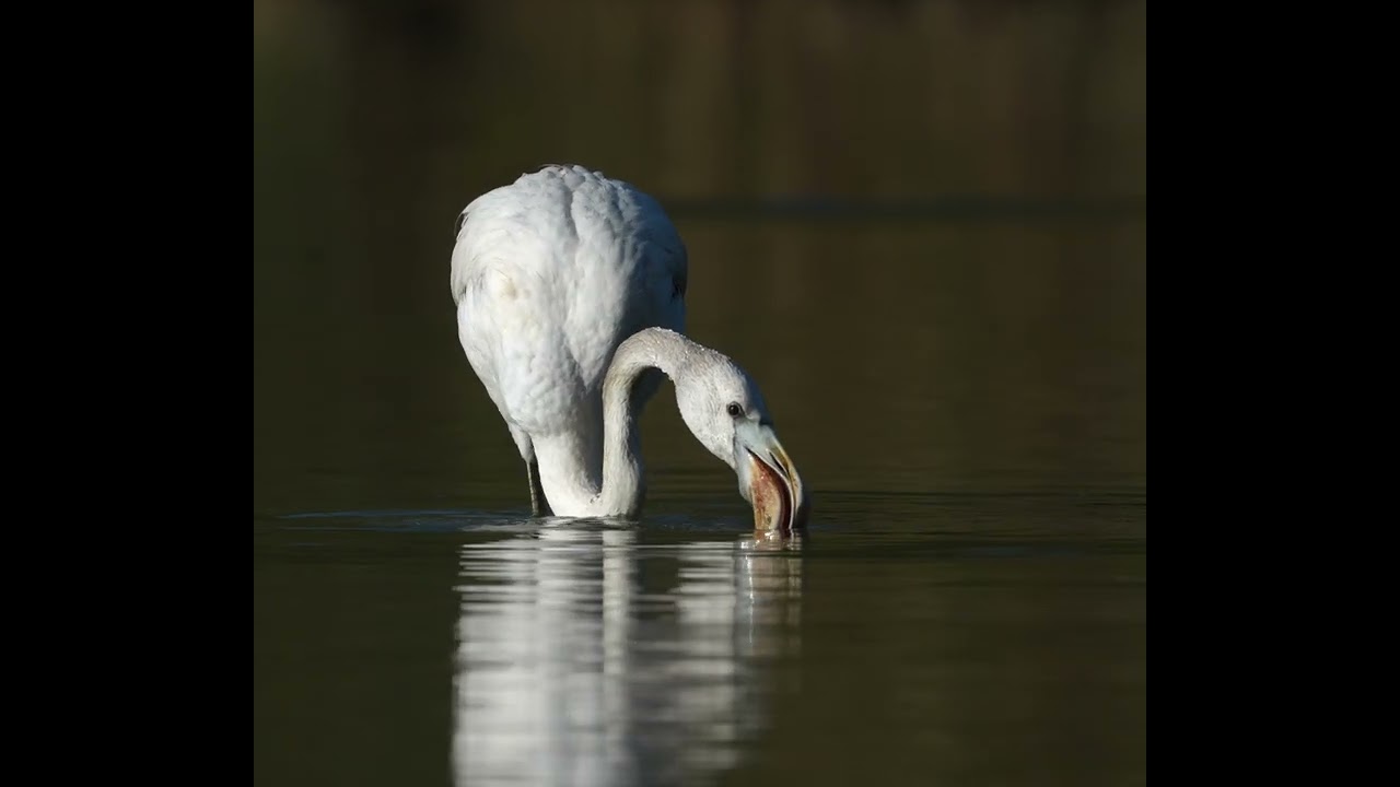 Prendere aria Fenicottero