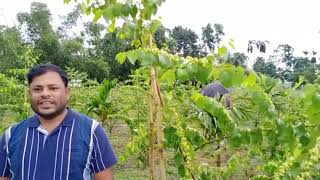 Scope of Apple Ber farming in Bodoland Assam .