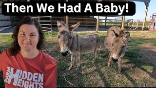 Preg Checked Our Mini Donkeys by Walker Farm Fam 25,611 views 1 month ago 30 minutes