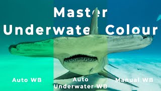 Overhaul your Underwater Footage 1 Easy Step  White Balance How To