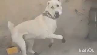 Pittie Patiently waits By The Fence EachMorning To Great His Neighbors | The Dodo