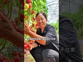 How to manage tomatoes to produce more fruit, pay attention to thrips