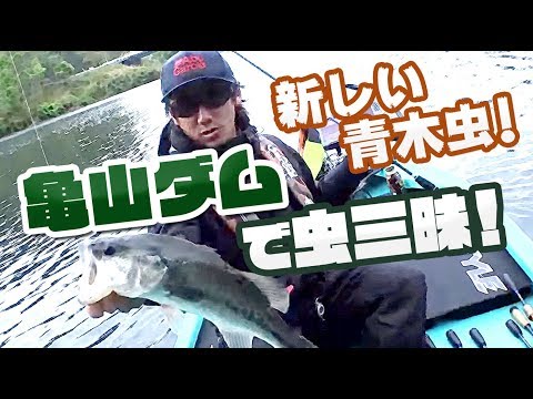 新しい青木の虫！ 亀山ダムで虫三昧