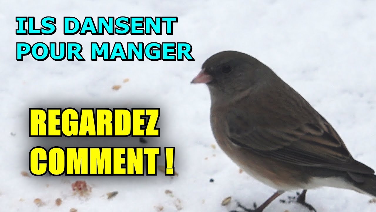 ils dansent avec les loups Ils Sont Drôles, Ils Dansent Pour Manger: Junco Ardoisé / Serge Tonietto-Giguère / Aventure Nature