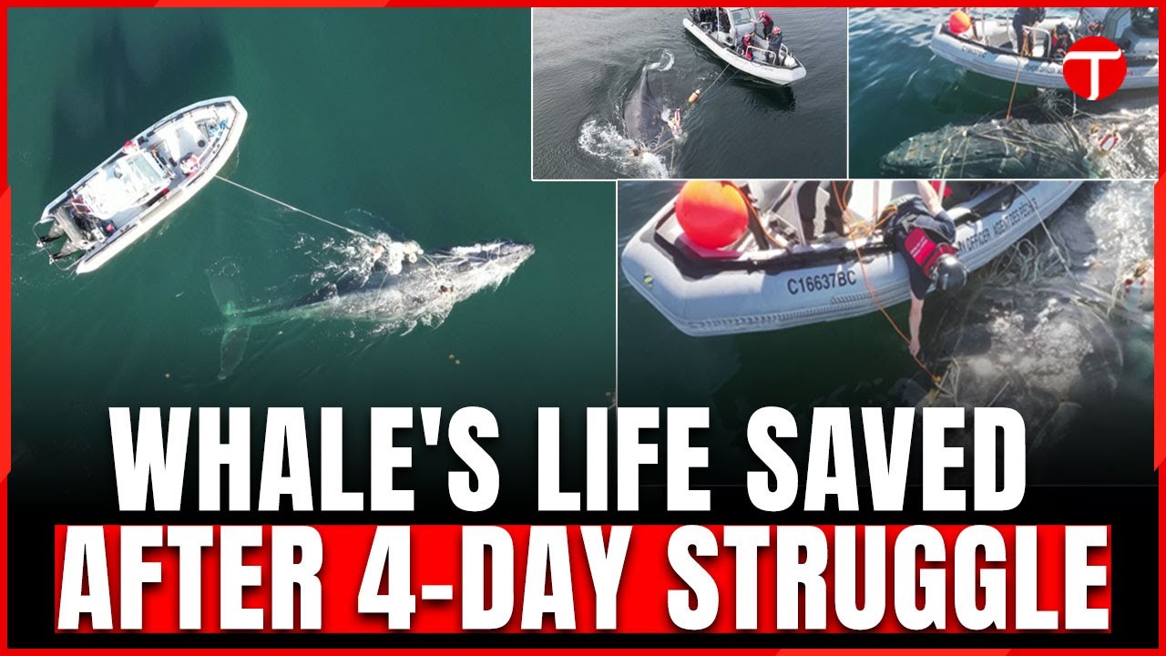 Severely entangled whale freed from fishing ropes after four-day rescue ...