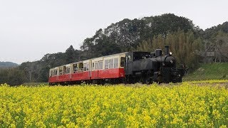 【小湊鉄道】満開の菜の花をバックに『里山トロッコ』と普通列車を撮影