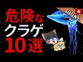 【ゆっくり解説】綺麗だけど超危険な「クラゲ」10選