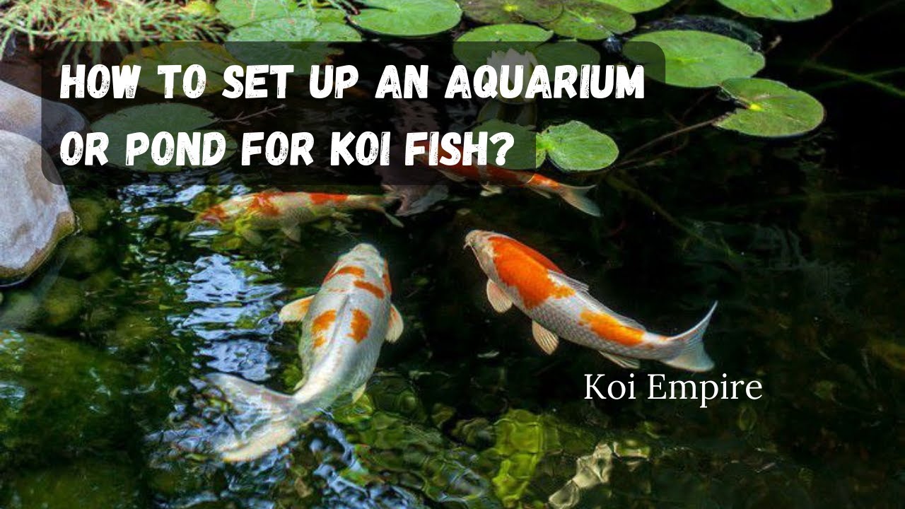HOW TO SET UP AN AQUARIUM OR POND FOR KOI FISH?