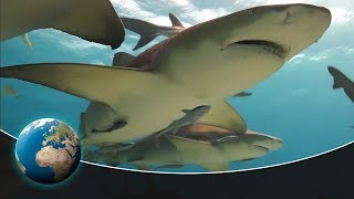 The hunter of Cocos Island: The white-tip reef shark The hunter of Cocos Island: The white-tip reef shark