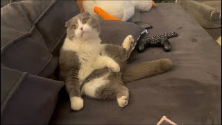 Cat Zenni is addicted to his teaser #cat #meow