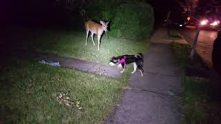 Shiba Inu meets Bambi