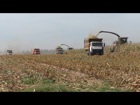 Видео: уборка кукурузы 2018
