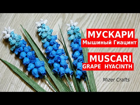 Video: Muscari Nebo Myší Hyacint