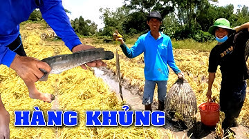 Miếng Ruộng Toàn Cá Lóc Khủng Với Rắn, Cá Nướng Rắn Hầm Măng Lai Rai P.2/NGÃ NĂM TV