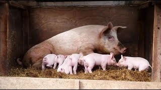 The Yorkshire piglets are 2 weeks old Update#3