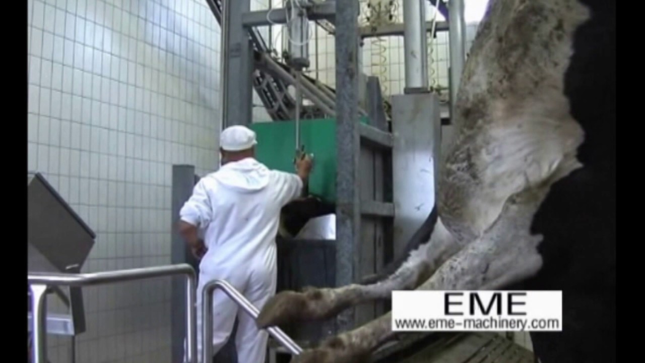EME Abattoir equipment Living Cattle Pneumatic Fixed Killing box II ...
