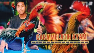 Cara melatih ayam menjadi pembunuh