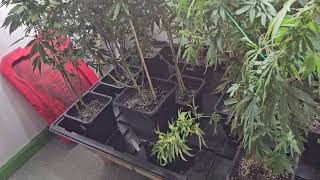 Making autoflower seeds