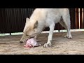 Арктическая волчица ест курицу, Парк северных волков в Санкт-Петербурге