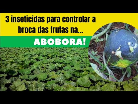 Vídeo: Como controlar brocas de abobrinha