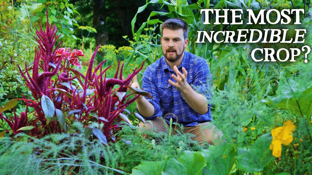 Amazing Raised Bed Kitchen Garden Packed With Food in August YouTube