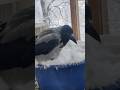 Домашняя ворона Кирюша купается в снегу #ворона #врановые #птицы #crow