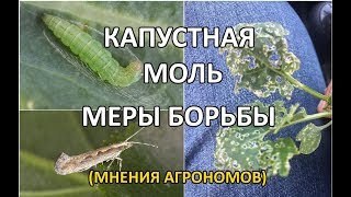 Капустная моль (меры борьбы)