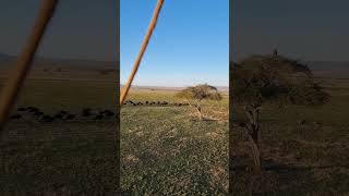 landscapes of Mara shortsvideo sunrise hotairballoon masai